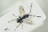  ( - HYMNI1301)  @11 [ ] CreativeCommons - Attribution Non-Commercial Share-Alike (2016) Arnstein Staverlokk Norwegian Institute of Nature Research