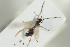  ( - HYMNI1303)  @12 [ ] CreativeCommons - Attribution Non-Commercial Share-Alike (2016) Arnstein Staverlokk Norwegian Institute of Nature Research