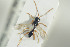  ( - HYMNI1305)  @11 [ ] CreativeCommons - Attribution Non-Commercial Share-Alike (2016) Arnstein Staverlokk Norwegian Institute of Nature Research