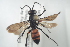  (Anoplius viaticus - HYMNI668)  @14 [ ] CreativeCommons - Attribution Non-Commercial Share-Alike (2014) Arnstein Staverlokk Norwegian Institute of Nature Research