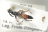  (Priocnemis schioedtei - HYMNI671)  @11 [ ] CreativeCommons - Attribution Non-Commercial Share-Alike (2014) Arnstein Staverlokk Norwegian Institute of Nature Research