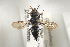  (Coelioxys inermis - HYMNI734)  @14 [ ] CreativeCommons - Attribution Non-Commercial Share-Alike (2014) Arnstein Staverlokk Norwegian Institute of Nature Research
