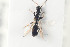  ( - HYMNI994)  @12 [ ] CreativeCommons - Attribution Non-Commercial Share-Alike (2015) Arnstein Staverlokk Norwegian Institute of Nature Research