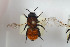 ( - HYMNI1025)  @12 [ ] CreativeCommons - Attribution Non-Commercial Share-Alike (2015) Arnstein Staverlokk Norwegian Institute of Nature Research