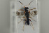  ( - HYMNI1155)  @12 [ ] CreativeCommons - Attribution Non-Commercial Share-Alike (2015) Arnstein Staverlokk Norwegian Institute of Nature Research