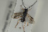  ( - HYMNI1171)  @12 [ ] CreativeCommons - Attribution Non-Commercial Share-Alike (2015) Arnstein Staverlokk Norwegian Institute of Nature Research