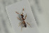  (Hypoponera opacior - HYMNI1199)  @14 [ ] CreativeCommons - Attribution Non-Commercial Share-Alike (2015) Arnstein Staverlokk Norwegian Institute of Nature Research