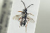  ( - HYMNI1349)  @11 [ ] CreativeCommons - Attribution Non-Commercial Share-Alike (2016) Arnstein Staverlokk Norwegian Institute of Nature Research