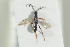  ( - HYMNI1352)  @11 [ ] CreativeCommons - Attribution Non-Commercial Share-Alike (2016) Arnstein Staverlokk Norwegian Institute of Nature Research