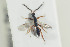  ( - HYMNI1353)  @11 [ ] CreativeCommons - Attribution Non-Commercial Share-Alike (2016) Arnstein Staverlokk Norwegian Institute of Nature Research