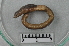  (Lumbricus rubellus CEK - CE15085)  @11 [ ] CreativeCommons - Attribution Non-Commercial Share-Alike (2018) Christer Erseus University of Gothenburg