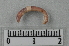  (Dendrobaena hortensis - CE26445)  @11 [ ] CreativeCommons - Attribution Non-Commercial Share-Alike (2018) Christer Erseus University of Gothenburg