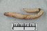  (Dendrobaena veneta - CE28850)  @11 [ ] CreativeCommons - Attribution Non-Commercial Share-Alike (2018) Christer Erseus University of Gothenburg