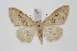  (Idaea rubraria - BC_LSNOE_Lep_00939)  @14 [ ] CreativeCommons - Attribution Non-Commercial Share-Alike (2018) Wolfgang Stark Landessammlungen Niederösterreich