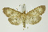  ( - BC_LSNOE_Lep_01164)  @14 [ ] CreativeCommons - Attribution Non-Commercial Share-Alike (2018) Wolfgang Stark Landessammlungen Niederösterreich