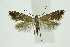  ( - BC_LSNOE_Lep_01251)  @14 [ ] CreativeCommons - Attribution Non-Commercial Share-Alike (2018) Wolfgang Stark Landessammlungen Niederösterreich
