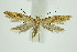  (Epermenia illigerella - BC_LSNOE_Lep_01259)  @13 [ ] CreativeCommons - Attribution Non-Commercial Share-Alike (2018) Wolfgang Stark Landessammlungen Niederösterreich