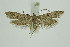  ( - BC_LSNOE_Lep_01276)  @14 [ ] CreativeCommons - Attribution Non-Commercial Share-Alike (2018) Wolfgang Stark Landessammlungen Niederösterreich