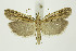  ( - BC_LSNOE_Lep_01315)  @14 [ ] CreativeCommons - Attribution Non-Commercial Share-Alike (2018) Wolfgang Stark Landessammlungen Niederösterreich