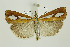  ( - BC_LSNOE_Lep_01329)  @14 [ ] CreativeCommons - Attribution Non-Commercial Share-Alike (2018) Wolfgang Stark Landessammlungen Niederösterreich
