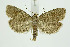  (Epiblema sp - BC_LSNOE_Lep_01387)  @11 [ ] CreativeCommons - Attribution Non-Commercial Share-Alike (2018) Wolfgang Stark Landessammlungen Niederösterreich