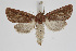  ( - BC_LSNOE_Lep_01430)  @11 [ ] CreativeCommons - Attribution Non-Commercial Share-Alike (2018) Wolfgang Stark Landessammlungen Niederösterreich
