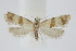  (Phalonidia contractana - BC_LSNOE_Lep_01480)  @13 [ ] CreativeCommons - Attribution Non-Commercial Share-Alike (2018) Wolfgang Stark Landessammlungen Niederösterreich