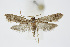  ( - BC_LSNOE_Lep_01491)  @11 [ ] CreativeCommons - Attribution Non-Commercial Share-Alike (2018) Wolfgang Stark Landessammlungen Niederösterreich