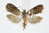  ( - BC_LSNOE_Lep_01497)  @14 [ ] CreativeCommons - Attribution Non-Commercial Share-Alike (2018) Wolfgang Stark Landessammlungen Niederösterreich
