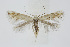  ( - BC_LSNOE_Lep_01500)  @14 [ ] CreativeCommons - Attribution Non-Commercial Share-Alike (2018) Wolfgang Stark Landessammlungen Niederösterreich