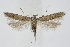  ( - BC_LSNOE_Lep_01502)  @11 [ ] CreativeCommons - Attribution Non-Commercial Share-Alike (2018) Wolfgang Stark Landessammlungen Niederösterreich