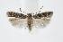  ( - BC_LSNOE_Lep_01515)  @14 [ ] CreativeCommons - Attribution Non-Commercial Share-Alike (2018) Wolfgang Stark Landessammlungen Niederösterreich