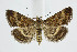  (Pyrausta despicata - BC_LSNOE_Lep_01885)  @15 [ ] CreativeCommons - Attribution Non-Commercial Share-Alike (2020) Wolfgang Stark Landessammlungen Niederösterreich