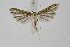  (Hellinsia inulae - BC_LSNOE_Lep_01950)  @11 [ ] CreativeCommons - Attribution Non-Commercial Share-Alike (2020) Wolfgang Stark Landessammlungen Niederösterreich
