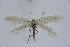  ( - BC_LSNOE_Lep_02395)  @11 [ ] CreativeCommons - Attribution Non-Commercial Share-Alike (2020) Wolfgang Stark Landessammlungen Niederösterreich