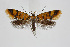  ( - BC_LSNOE_Lep_02429)  @11 [ ] CreativeCommons - Attribution Non-Commercial Share-Alike (2020) Wolfgang Stark Landessammlungen Niederösterreich