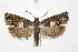  (Epiblema inulivora - BC_LSNOE_Lep_03337)  @14 [ ] CreativeCommons - Attribution Non-Commercial Share-Alike (2021) Wolfgang Stark Landessammlungen Niederösterreich