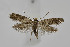  ( - BC_LSNOE_Lep_04226)  @11 [ ] CreativeCommons - Attribution Non-Commercial Share-Alike (2210) Wolfgang Stark Landessammlungen Niederösterreich
