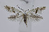  ( - BC_LSNOE_Lep_04256)  @11 [ ] CreativeCommons - Attribution Non-Commercial Share-Alike (2240) Wolfgang Stark Landessammlungen Niederösterreich