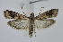  ( - BC_LSNOE_Lep_04485)  @11 [ ] CreativeCommons - Attribution Non-Commercial Share-Alike (2469) Wolfgang Stark Landessammlungen Niederösterreich