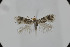  (Ectoedemia spinosella - BC_LSNOE_Lep_05901)  @11 [ ] CreativeCommons - Attribution Non-Commercial Share-Alike (2025) Wolfgang Stark Landessammlungen Niederösterreich