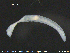  ( - CE19016)  @11 [ ] CreativeCommons - Attribution Non-Commercial Share-Alike (2015) NTNU University Museum, Department of Natural History NTNU University Museum, Department of Natural History