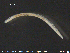  (Fridericia parathalassia - CE19341)  @12 [ ] CreativeCommons - Attribution Non-Commercial Share-Alike (2015) NTNU University Museum, Department of Natural History NTNU University Museum, Department of Natural History