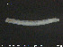  (Enchytraeus norvegicus - CE19635)  @12 [ ] CreativeCommons - Attribution Non-Commercial Share-Alike (2015) NTNU University Museum, Department of Natural History NTNU University Museum, Department of Natural History