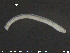  ( - CE19752)  @12 [ ] CreativeCommons - Attribution Non-Commercial Share-Alike (2015) NTNU University Museum, Department of Natural History NTNU University Museum, Department of Natural History