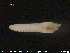  (Fridericia perrieri CEB - CE20164)  @11 [ ] CreativeCommons - Attribution Non-Commercial Share-Alike (2015) NTNU University Museum, Department of Natural History NTNU University Museum, Department of Natural History