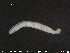  (Cernosvitoviella sp. CEB - CE20391)  @11 [ ] CreativeCommons - Attribution Non-Commercial Share-Alike (2015) NTNU University Museum, Department of Natural History NTNU University Museum, Department of Natural History