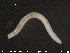  (Fridericia miraflores CEA - CE20402)  @12 [ ] CreativeCommons - Attribution Non-Commercial Share-Alike (2015) NTNU University Museum, Department of Natural History NTNU University Museum, Department of Natural History