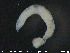  (Cernosvitoviella immota - CE21539)  @12 [ ] CreativeCommons - Attribution Non-Commercial Share-Alike (2015) NTNU University Museum, Department of Natural History NTNU University Museum, Department of Natural History