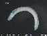  (Cernosvitoviella immota - CE21606)  @12 [ ] CreativeCommons - Attribution Non-Commercial Share-Alike (2015) NTNU University Museum, Department of Natural History NTNU University Museum, Department of Natural History